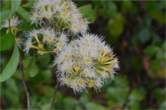 Syzygium lanceolatum